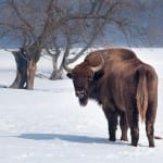 European-bison2